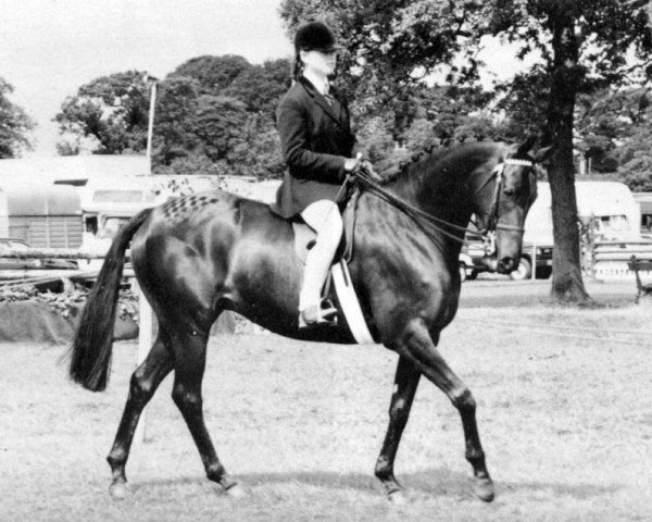 horse Royal Princess II (British Riding Pony, 1985, from Cusop Disciplin)