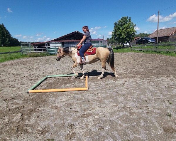 broodmare Taris Lucky Starlight (Paint Horse, 2017, from Mach Tari)