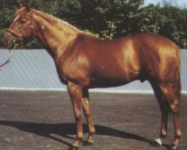 horse Crofter xx (Thoroughbred, 1977, from Habitat xx)