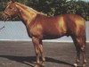 Pferd Crofter xx (Englisches Vollblut, 1977, von Habitat xx)