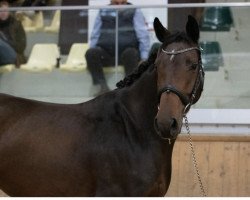 jumper Antigua (Austrian Warmblood, 2019, from Cayado 3)