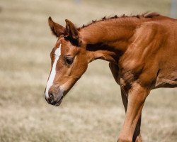 horse Valentina VM (Hannoveraner, 2023, from Viscerado)