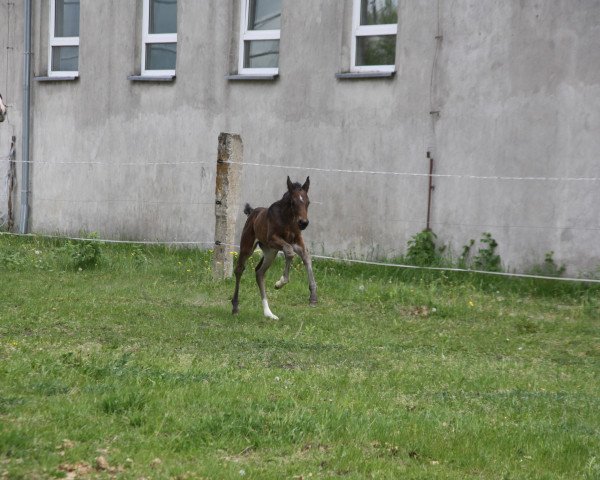 Springpferd Zarabella VM (Hannoveraner, 2022, von Zenegro)