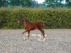 dressage horse Fidelia SL (Oldenburg, 2023, from Fidertanz)