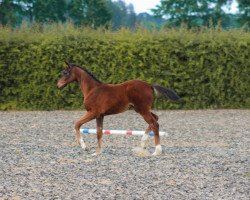 dressage horse Fidelia SL (Oldenburg, 2023, from Fidertanz)