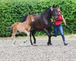 jumper Zico Blue SL (Oldenburg show jumper, 2023, from Zirocco Blue)