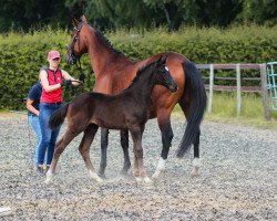 dressage horse Finesse SL (Oldenburg, 2023, from Finest)