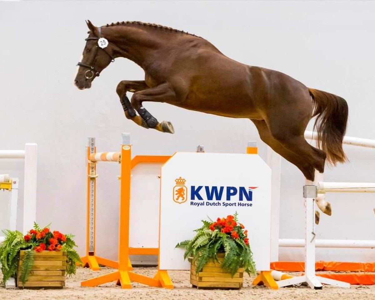 Springpferd Nimrod ES (KWPN (Niederländisches Warmblut), 2018, von Candy de Nantuel)