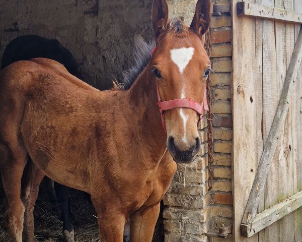 Springpferd Baronesse VM (Hannoveraner, 2023, von Blitz Al Z)