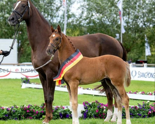 Dressurpferd Frida Gold (Deutsches Sportpferd, 2023, von For Gold OLD)