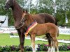 dressage horse Frida Gold (German Sport Horse, 2023, from For Gold OLD)