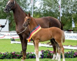 dressage horse Frida Gold (German Sport Horse, 2023, from For Gold OLD)