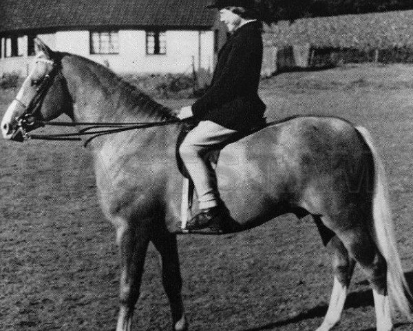stallion Cruglas Aur-y-Llyn (Arab half breed / Partbred, 1960, from Indian King ox)