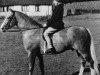 stallion Cruglas Aur-y-Llyn (Arab half breed / Partbred, 1960, from Indian King ox)