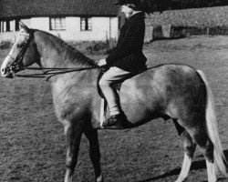 stallion Cruglas Aur-y-Llyn (Arab half breed / Partbred, 1960, from Indian King ox)