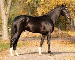 stallion Vigo Heywood HZ (Zangersheide riding horse,  , from Vigo d'Arsouilles)