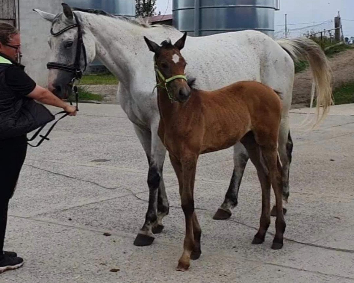 broodmare Vigora Exquisit VM (Hanoverian, 2020, from Vigo Heywood HZ)