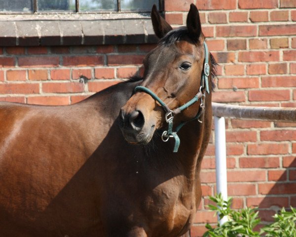 broodmare Ginger Belle (Oldenburg, 2008, from Stalypso)