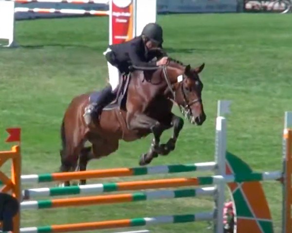 stallion Super Krack (Belgium Sporthorse, 2006, from Madness)