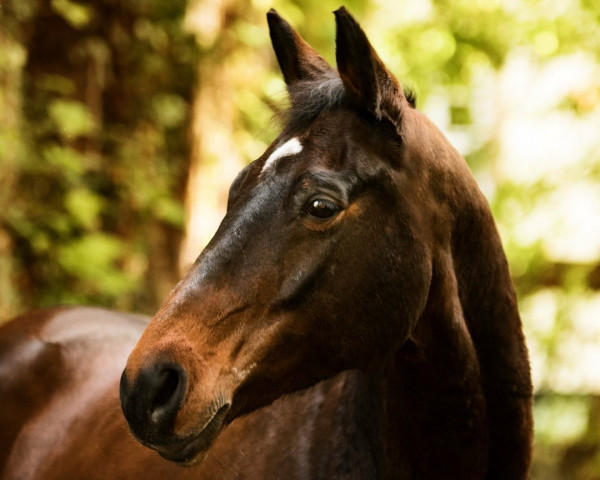 dressage horse Highlight 195 (Trakehner, 2004, from Summertime)