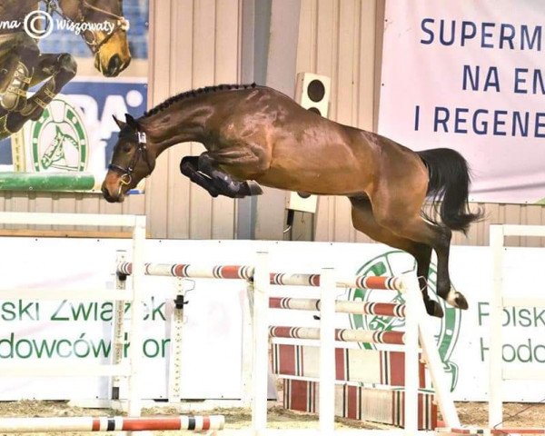 jumper Blitz Al Z (Zangersheide riding horse, 2018, from Balou du Rouet)