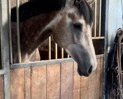 jumper Vilma 12 (Oldenburg show jumper, 2019, from Vancouver d'Auvray)