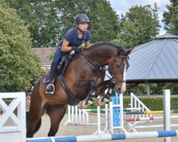 Springpferd Carl Carino (Deutsches Sportpferd, 2017, von Carleyle)