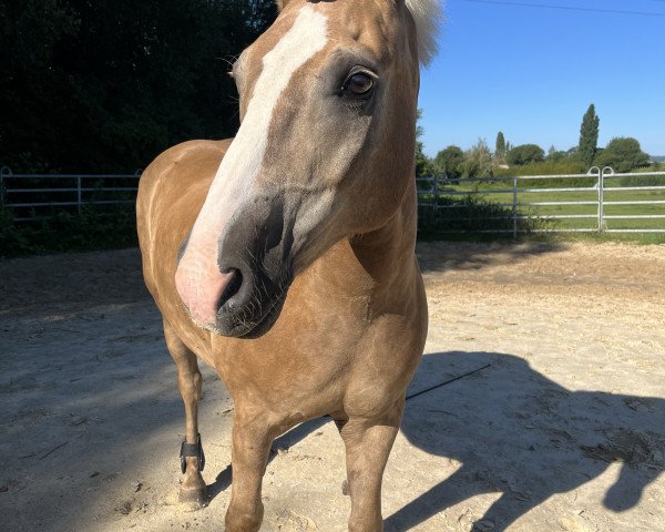 horse Strahlemann (Haflinger, 2011, from Strele)