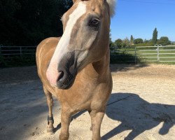 horse Strahlemann (Haflinger, 2011, from Strele)