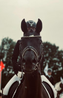 dressage horse Greta 183 (Oldenburg, 2015, from Genesis)