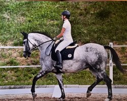 dressage horse Csipke 3 (Hungarian Warmblood, 2015)