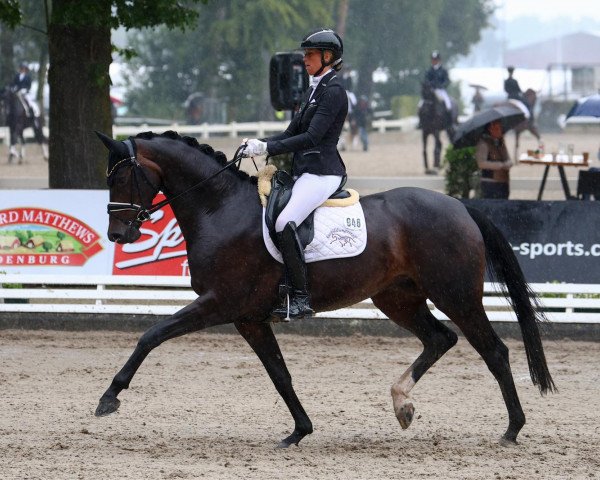 dressage horse Donnamita (Hanoverian, 2018, from Don Martillo)