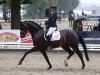 dressage horse Donnamita (Hanoverian, 2018, from Don Martillo)