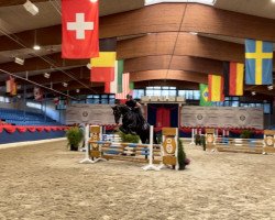 jumper Leschek 3 (Hanoverian, 2013, from Levistano)