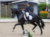 dressage horse Fashion Dancer 2 (Hanoverian, 2016, from Tannenhof's Fahrenheit)