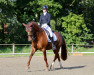 dressage horse Donna Luna 14 (Hanoverian, 2009, from Don Vino)