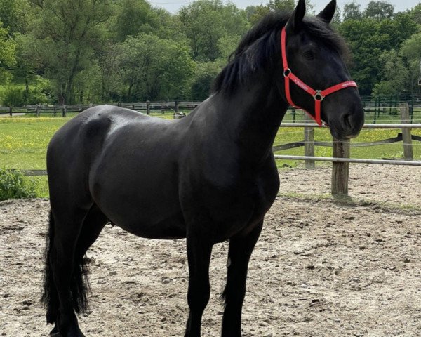 Pferd Armando (Polnisches Warmblut, 2018, von Falko)