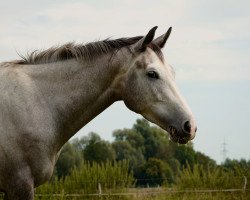 Springpferd Mc Fly (Holsteiner, 2020, von Million Dollar)