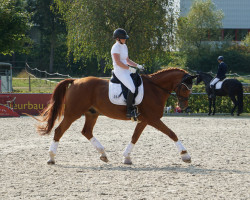 dressage horse Pontiacs Passion (Mecklenburg, 2006, from Poker E)