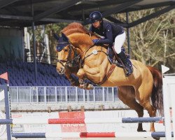 jumper Santiano S. (Hanoverian, 2016, from Stolzenberg)