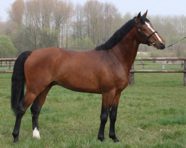 stallion Aragorn van Schuttershof (Belgium Sporthorse, 2006, from Quintero)