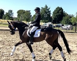 dressage horse Don Diamond De Luxe (Hanoverian, 2019, from Don Nobless)