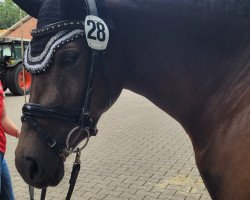 broodmare Design's Dark Chocolate (German Riding Pony, 2019, from Designed in Black AT)