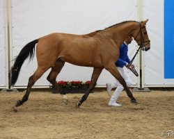 stallion Gauguin de Bellerose (Belgium Sporthorse, 2012, from Tresor de Virton)