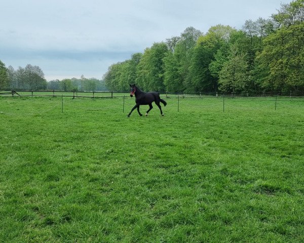 broodmare Sony (Westphalian, 2003, from Show Star)