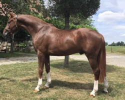 dressage horse Fino Royal 7 (German Sport Horse, 2015, from For Romance I)