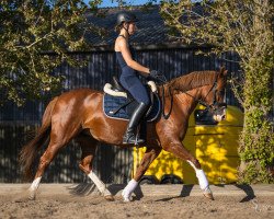 broodmare Principal Fantasie (German Riding Pony, 2010, from Principal Boy)