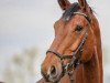 jumper Silur 2 (German Sport Horse, 2009, from Sandrino)