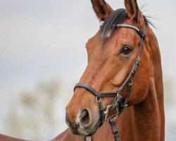 Springpferd Silur 2 (Deutsches Sportpferd, 2009, von Sandrino)