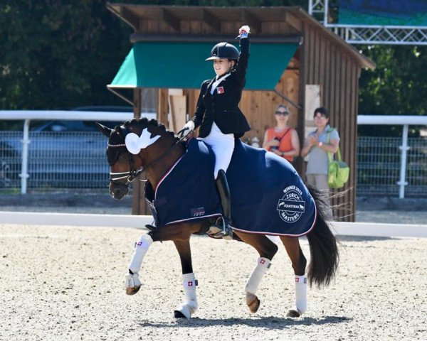 dressage horse Coolman WE (German Riding Pony, 2009, from Constantin)